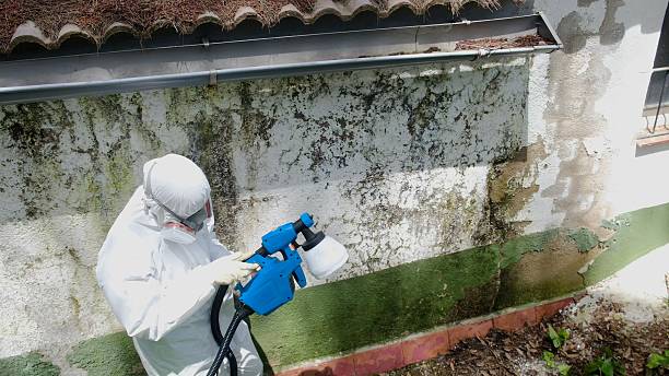 Top rated local Mold Cleanup specialists in Bentonville, VA